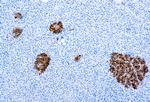 NSE Antibody in Immunohistochemistry (Paraffin) (IHC (P))