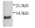 CXCL1 Antibody in Western Blot (WB)