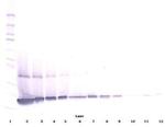 G-CSF Antibody in Western Blot (WB)