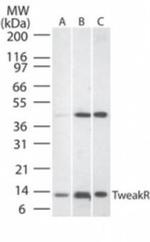 CD266 Antibody in Western Blot (WB)