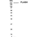 FLASH Antibody in Western Blot (WB)