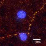 alpha-2a Adrenergic Receptor Antibody in Immunohistochemistry (Frozen) (IHC (F))