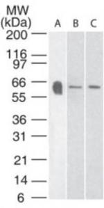 HTR3A Antibody in Western Blot (WB)