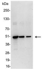 VSV-G Tag Antibody in Western Blot (WB)