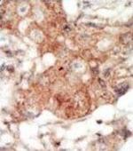 EphA4 Antibody in Immunohistochemistry (Paraffin) (IHC (P))