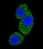 VPS34 Antibody in Immunocytochemistry (ICC/IF)