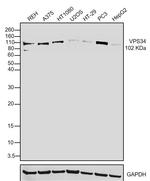 VPS34 Antibody in Western Blot (WB)