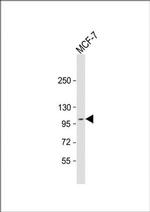 MCK10 Antibody in Western Blot (WB)