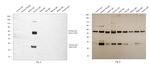 Donkey IgG (H+L) Secondary Antibody in Western Blot (WB)