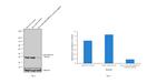 p38 MAPK Antibody in Western Blot (WB)