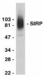 SIRP alpha Antibody in Western Blot (WB)