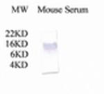 Complement C3a Antibody in Western Blot (WB)