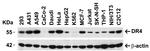 DR4 Antibody in Western Blot (WB)