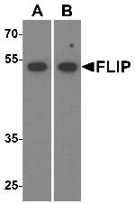 FLIP Antibody in Western Blot (WB)