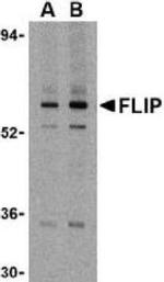 FLIP Antibody in Western Blot (WB)