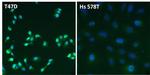 Estrogen Receptor alpha Antibody