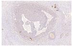 PDE4D Antibody in Immunohistochemistry (Paraffin) (IHC (P))