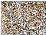 Calretinin Antibody in Immunohistochemistry (Paraffin) (IHC (P))