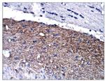 Calretinin Antibody in Immunohistochemistry (Paraffin) (IHC (P))