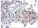 BMP-2 Antibody in Immunohistochemistry (Paraffin) (IHC (P))