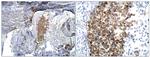 BMP-2 Antibody in Immunohistochemistry (Paraffin) (IHC (P))