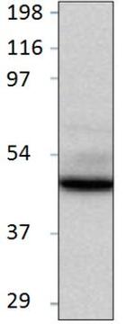 BMP-2 Antibody in Western Blot (WB)