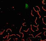 SCP1 Antibody in Immunocytochemistry (ICC/IF)