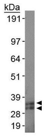 SCP3 Antibody in Western Blot (WB)