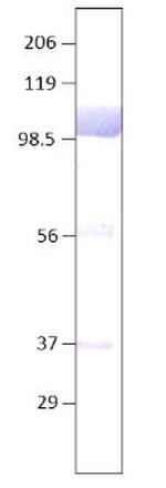 Lactoferrin Antibody in Western Blot (WB)