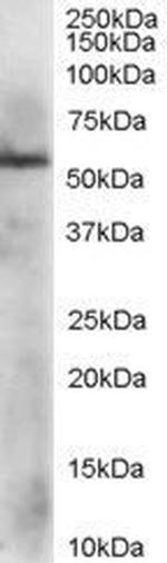 ERp57 Antibody in Western Blot (WB)