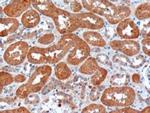 USH1C Antibody in Immunohistochemistry (Paraffin) (IHC (P))