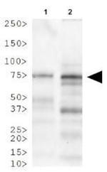 LIMP2 Antibody in Western Blot (WB)