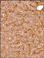 SR-BI Antibody in Immunohistochemistry (Paraffin) (IHC (P))