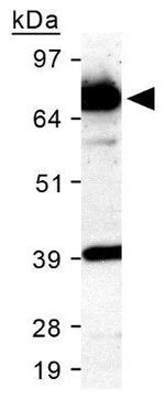 SR-BI Antibody in Western Blot (WB)