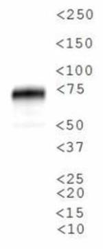 SR-BI Antibody in Western Blot (WB)