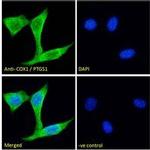 COX1 Antibody in Immunocytochemistry (ICC/IF)