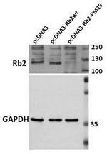 p130 Antibody in Western Blot (WB)