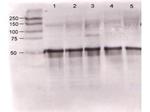 Angiopoietin 1 Antibody in Western Blot (WB)