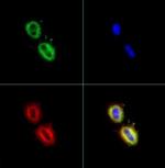 FASN Antibody in Immunocytochemistry (ICC/IF)