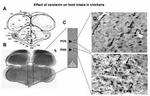 FASN Antibody in Immunohistochemistry (Paraffin) (IHC (P))