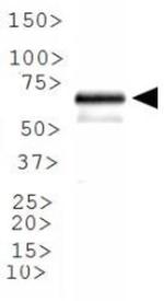 ABCE1 Antibody in Western Blot (WB)