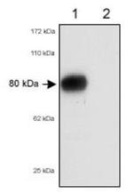 SR-BI/SR-BII Antibody in Western Blot (WB)