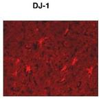 DJ-1 Antibody in Immunohistochemistry (Paraffin) (IHC (P))