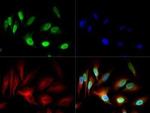 NuMA Antibody in Immunocytochemistry (ICC/IF)