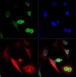 NuMA Antibody in Immunocytochemistry (ICC/IF)