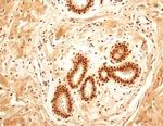 NuMA Antibody in Immunohistochemistry (Paraffin) (IHC (P))