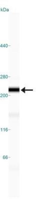 NuMA Antibody in Western Blot (WB)