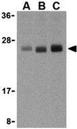 TL1A Antibody in Western Blot (WB)