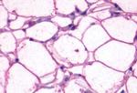 beta-3 Adrenergic Receptor Antibody in Immunohistochemistry (Paraffin) (IHC (P))