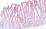 beta-3 Adrenergic Receptor Antibody in Immunohistochemistry (Paraffin) (IHC (P))